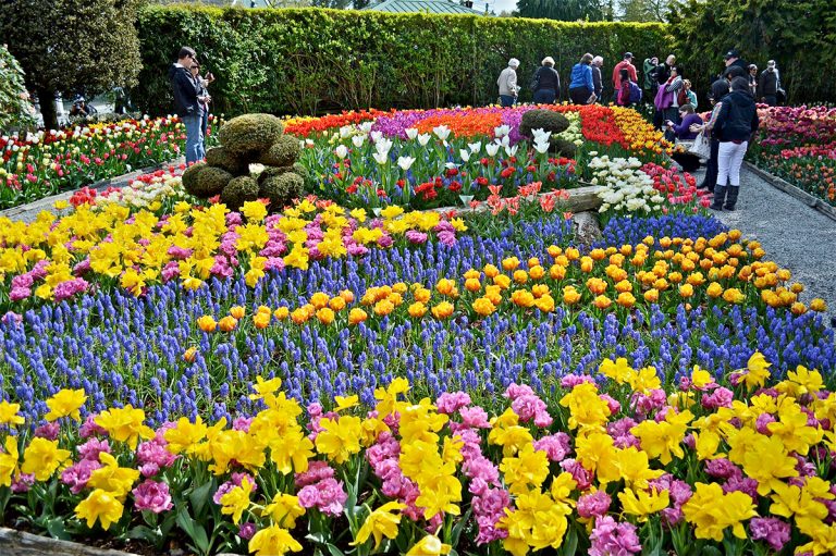 Skagit Valley Tulip Festival Day Trip Customized Tours Seattle's